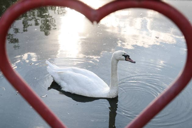 RUSSIA, DONETSK PEOPLE S REPUBLIC - SEPTEMBER 2, 2026: A swan takes a swim at a local zoo in Pridorozhnoye, Starobeshevsky District. Dmitry Yagodkin TASS  96986730