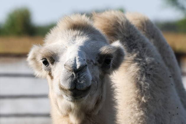 RUSSIA, DONETSK PEOPLE S REPUBLIC - SEPTEMBER 2, 2026: A camel lives at a local zoo in Pridorozhnoye, Starobeshevsky District. Dmitry Yagodkin TASS  96989051