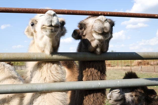 RUSSIA, DONETSK PEOPLE S REPUBLIC - SEPTEMBER 2, 2026: Camels live at a local zoo in Pridorozhnoye, Starobeshevsky District. Dmitry Yagodkin TASS  96989054