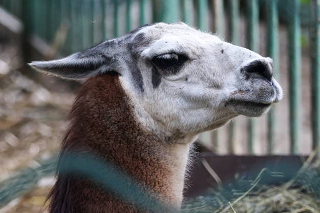 RUSSIA, DONETSK PEOPLE S REPUBLIC - SEPTEMBER 2, 2026: A llama lives at a local zoo in Pridorozhnoye, Starobeshevsky District. Dmitry Yagodkin TASS  96989055
