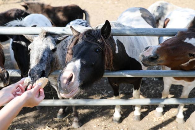 RUSSIA, DONETSK PEOPLE S REPUBLIC - SEPTEMBER 2, 2026: Horses reach for pieces of food at a local zoo in Pridorozhnoye, Starobeshevsky District. Dmitry Yagodkin TASS  96989145