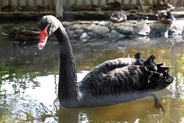 RUSSIA, DONETSK PEOPLE S REPUBLIC - SEPTEMBER 2, 2026: A black swan takes a swim at a local zoo in Pridorozhnoye, Starobeshevsky District. Dmitry Yagodkin TASS  96989706
