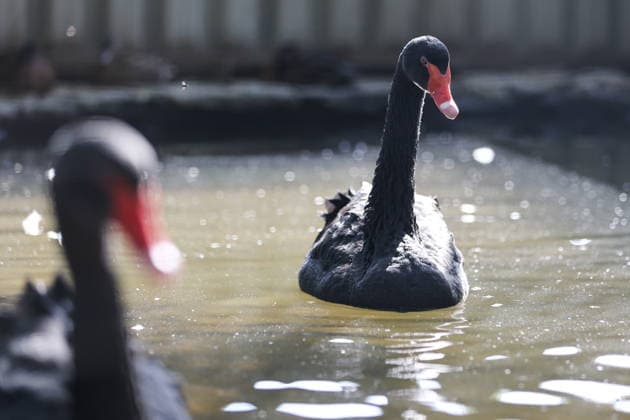 RUSSIA, DONETSK PEOPLE S REPUBLIC - SEPTEMBER 2, 2026: A black swan takes a swim at a local zoo in Pridorozhnoye, Starobeshevsky District. Dmitry Yagodkin TASS  96989707