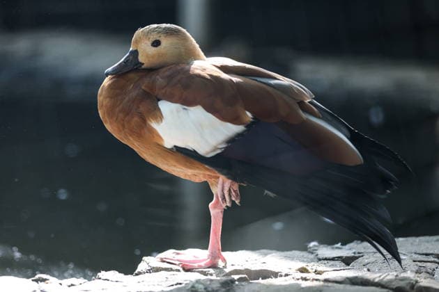 RUSSIA, DONETSK PEOPLE S REPUBLIC - SEPTEMBER 2, 2026: A ruddy shelduck lives at a local zoo in Pridorozhnoye, Starobeshevsky District. Dmitry Yagodkin TASS  96989709