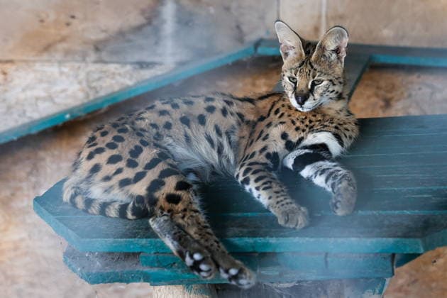 RUSSIA, DONETSK PEOPLE S REPUBLIC - SEPTEMBER 2, 2026: A serval lives at a local zoo in Pridorozhnoye, Starobeshevsky District. Dmitry Yagodkin TASS  96989723