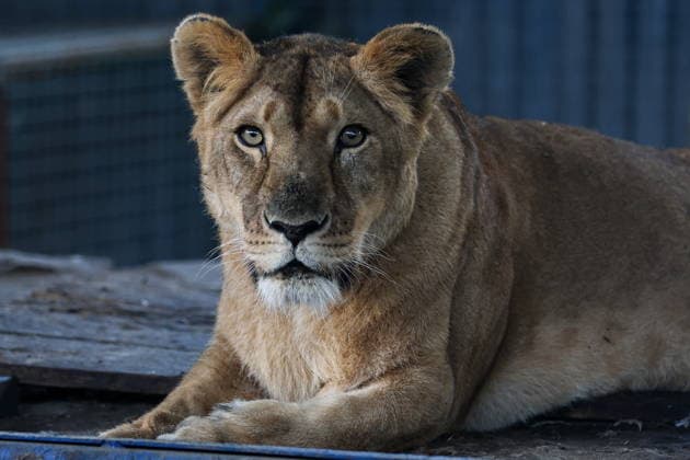 RUSSIA, DONETSK PEOPLE S REPUBLIC - SEPTEMBER 2, 2026: A lioness lives at a local zoo in Pridorozhnoye, Starobeshevsky District. Dmitry Yagodkin TASS  96989727
