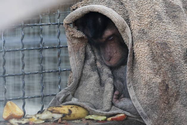 RUSSIA, DONETSK PEOPLE S REPUBLIC - SEPTEMBER 2, 2026: A monkey covers itself with a blanket at a local zoo in Pridorozhnoye, Starobeshevsky District. Dmitry Yagodkin TASS  96989730