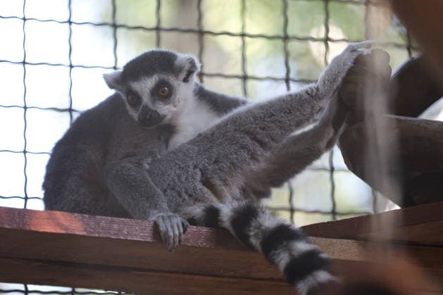 RUSSIA, DONETSK PEOPLE S REPUBLIC - SEPTEMBER 2, 2026: A lemur lives at a local zoo in Pridorozhnoye, Starobeshevsky District. Dmitry Yagodkin TASS  96989742