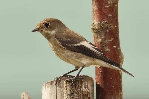 Tauerschnäpper, Ficedula hypoleuca, sitzt auf einem Pfahl, Burbach Nordrhein-Westfalen Tauerschnäpper, Ficedula hypoleuca, sitting on a stake, Burbach, North Rhine-Westphalia Copyright: imageBROKER GerdxPetri ibxgdp18831143.jpg