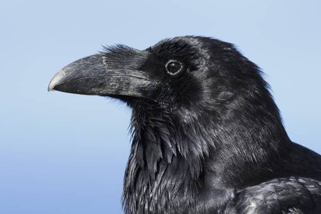 Kolkrabe (Corvus corax tingitanus), Portrait, Fuerteventura, Kanarische Inseln, Spanien Common raven (Corvus corax tingitanus), portrait, Fuerteventura, Canary Islands, Spain Copyright: imageBROKER ChristianxHütter iblcht18940697.jpg