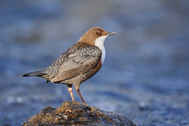 Wasseramsel (Cinclus cinclus) steht auf einem Stein im Wasser, Nordrhein-Westfalen, Deutschland A white-throated dipper (Cinclus cinclus) stands on a rock in the water, North Rhine-Westphalia, Germany Copyright: imageBROKER ChristianxHütter iblcht18941355.jpg