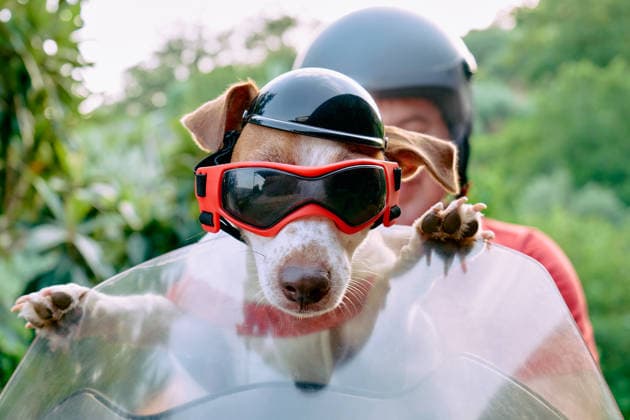 Male owner rides a motorcycle with his dog wearing a helmet model released, Symbolfoto property released, CATF01120
