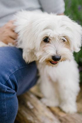 Cute white fluffy dog gets pets from its owner Kraków, Lesser Poland Voivodeship, Poland R_RPOP260826-2113547-01 ,model released, Symbolfoto ,property released
