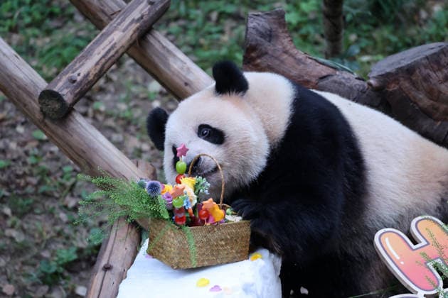 CHONGQING, CHINA - SEPTEMBER 13: Twin giant pandas Qi Zhen and Qi Bao celebrate their fifth birthday with a cake made of flowers, fruits and vegetables, a snow bed, dolls and a lounge chair at Chongqing Zoo on September 13, 2026 in Chongqing, China. The zoo prepared the gifts to mark the occasion, attracting many visitors and fans.  Copyright: xVCGx 111666421396