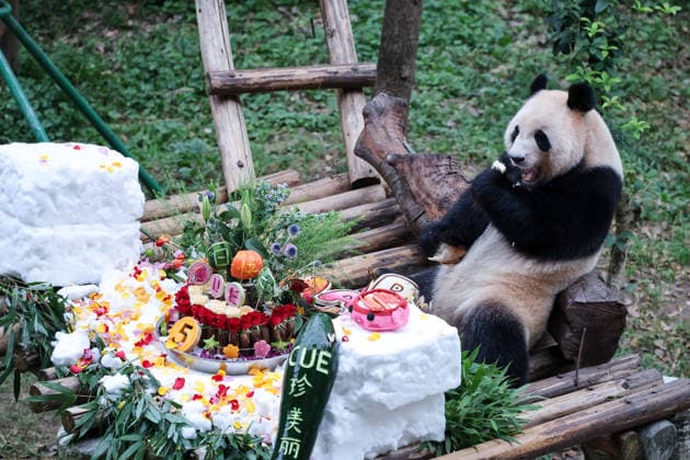 CHONGQING, CHINA - SEPTEMBER 13: Twin giant pandas Qi Zhen and Qi Bao celebrate their fifth birthday with a cake made of flowers, fruits and vegetables, a snow bed, dolls and a lounge chair at a zoo on September 13, 2026 in Chongqing, China. The event attracted numerous tourists and fans to watch the celebration.  Copyright: xVCGx 111666421401
