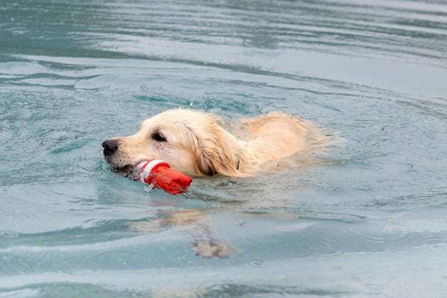 Dog Swimming at the Werne Outdoor Pool ** FOR EDITORIAL USE ONLY ** EDITORIAL USE ONLY ** p On Sunday, September 13, 2026, the Werne Outdoor Pool, part of Wasserwelten Bochum, opened its doors for the Dog Swim event in Germany, North Rhine-Westphalia, Bochum. Copyright MichaelxSchwalm Copyright: MichaelxSchwalm doc87l08p029ti15ffitwca ,EDITORIAL USE ONLY Copyright: MichaelxSchwalm