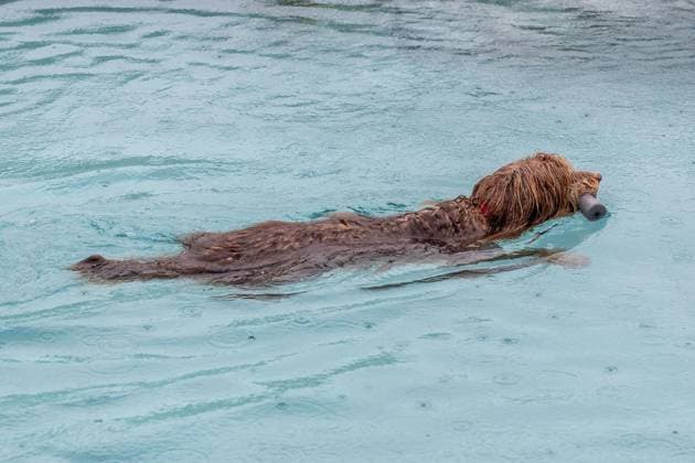 Dog Swimming at the Werne Outdoor Pool ** FOR EDITORIAL USE ONLY ** EDITORIAL USE ONLY ** p On Sunday, September 13, 2026, the Werne Outdoor Pool, part of Wasserwelten Bochum, opened its doors for the Dog Swim event in Germany, North Rhine-Westphalia, Bochum. Copyright MichaelxSchwalm Copyright: MichaelxSchwalm doc87l08l73su11e96ukf2x ,EDITORIAL USE ONLY Copyright: MichaelxSchwalm