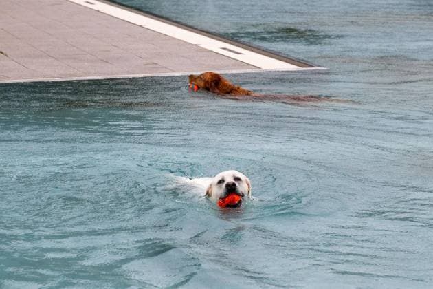 Dog Swimming at the Werne Outdoor Pool ** FOR EDITORIAL USE ONLY ** EDITORIAL USE ONLY ** p On Sunday, September 13, 2026, the Werne Outdoor Pool, part of Wasserwelten Bochum, opened its doors for the Dog Swim event in Germany, North Rhine-Westphalia, Bochum. Copyright MichaelxSchwalm Copyright: MichaelxSchwalm doc87l08lwhws4j3drqwci ,EDITORIAL USE ONLY Copyright: MichaelxSchwalm