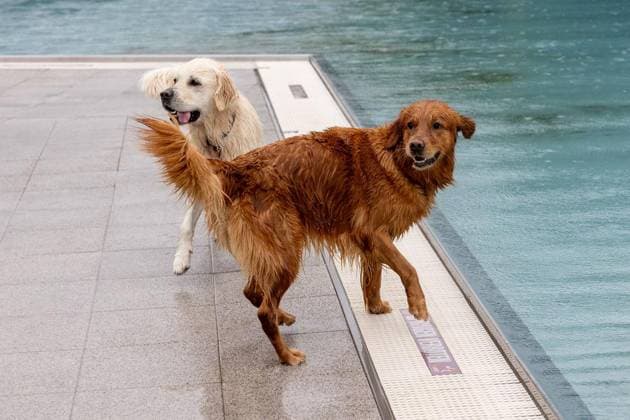 Dog Swimming at the Werne Outdoor Pool ** FOR EDITORIAL USE ONLY ** EDITORIAL USE ONLY ** p On Sunday, September 13, 2026, the Werne Outdoor Pool, part of Wasserwelten Bochum, opened its doors for the Dog Swim event in Germany, North Rhine-Westphalia, Bochum. Copyright MichaelxSchwalm Copyright: MichaelxSchwalm doc87l08mpxv90jdnjuw5 ,EDITORIAL USE ONLY Copyright: MichaelxSchwalm