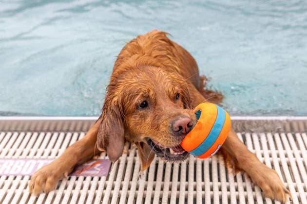 Dog Swimming at the Werne Outdoor Pool ** FOR EDITORIAL USE ONLY ** EDITORIAL USE ONLY ** p On Sunday, September 13, 2026, the Werne Outdoor Pool, part of Wasserwelten Bochum, opened its doors for the Dog Swim event in Germany, North Rhine-Westphalia, Bochum. Copyright MichaelxSchwalm Copyright: MichaelxSchwalm doc87l08n7b6d5kds018qc ,EDITORIAL USE ONLY Copyright: MichaelxSchwalm