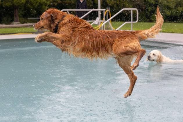 Dog Swimming at the Werne Outdoor Pool ** FOR EDITORIAL USE ONLY ** EDITORIAL USE ONLY ** p On Sunday, September 13, 2026, the Werne Outdoor Pool, part of Wasserwelten Bochum, opened its doors for the Dog Swim event in Germany, North Rhine-Westphalia, Bochum. Copyright MichaelxSchwalm Copyright: MichaelxSchwalm doc87l08oqc0cj114xk3v0g ,EDITORIAL USE ONLY Copyright: MichaelxSchwalm
