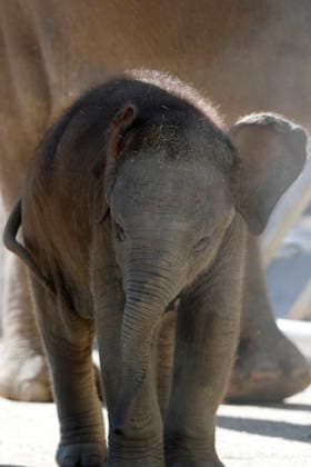 September 15, 2026, Madri, Community Of Madrid, Spain: A male Sumatran elephant calf named MAX is seen exploring his enclosure and interacting with his mother CYNTHIA and other female herd members, including his aunt and sister, at the Zoo Aquarium de Madrid on Tuesday, September 15, 2026, in Madrid, Spain. In a unique naming event, caretakers presented CYNTHIA with three boxes, and she intuitively selected the name MAX, which serendipitously honors the species scientific name, Elephas maximus sumatranus. Born in August 2026 after a 21-month gestation, the calf s arrival was supported by the herd s females, who exhibit natural cooperative rearing behavior (allomothering) to protect and guide the newborn. Sired by VALENTINO (not pictured), - ZUMAo127 20260915_zep_o127_084 Copyright: xHugoxOrtunox