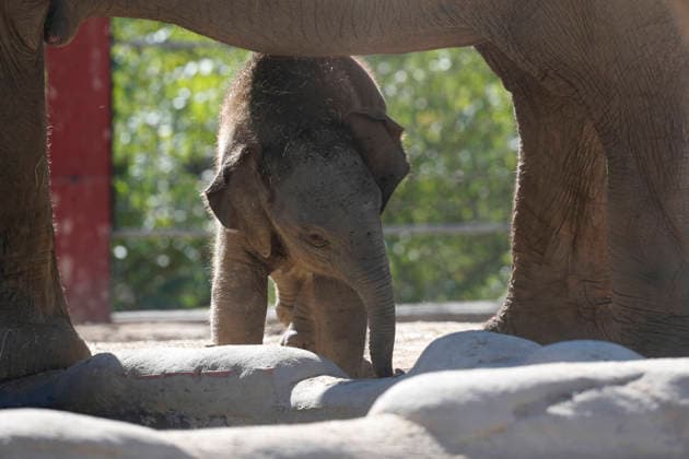 September 15, 2026, Madri, Community Of Madrid, Spain: A male Sumatran elephant calf named MAX is seen exploring his enclosure and interacting with his mother CYNTHIA and other female herd members, including his aunt and sister, at the Zoo Aquarium de Madrid on Tuesday, September 15, 2026, in Madrid, Spain. In a unique naming event, caretakers presented CYNTHIA with three boxes, and she intuitively selected the name MAX, which serendipitously honors the species scientific name, Elephas maximus sumatranus. Born in August 2026 after a 21-month gestation, the calf s arrival was supported by the herd s females, who exhibit natural cooperative rearing behavior (allomothering) to protect and guide the newborn. Sired by VALENTINO (not pictured), - ZUMAo127 20260915_zep_o127_007 Copyright: xHugoxOrtunox