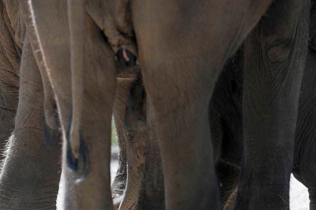 September 15, 2026, Madri, Community Of Madrid, Spain: A male Sumatran elephant calf named MAX is seen exploring his enclosure and interacting with his mother CYNTHIA and other female herd members, including his aunt and sister, at the Zoo Aquarium de Madrid on Tuesday, September 15, 2026, in Madrid, Spain. In a unique naming event, caretakers presented CYNTHIA with three boxes, and she intuitively selected the name MAX, which serendipitously honors the species scientific name, Elephas maximus sumatranus. Born in August 2026 after a 21-month gestation, the calf s arrival was supported by the herd s females, who exhibit natural cooperative rearing behavior (allomothering) to protect and guide the newborn. Sired by VALENTINO (not pictured), - ZUMAo127 20260915_zep_o127_011 Copyright: xHugoxOrtunox