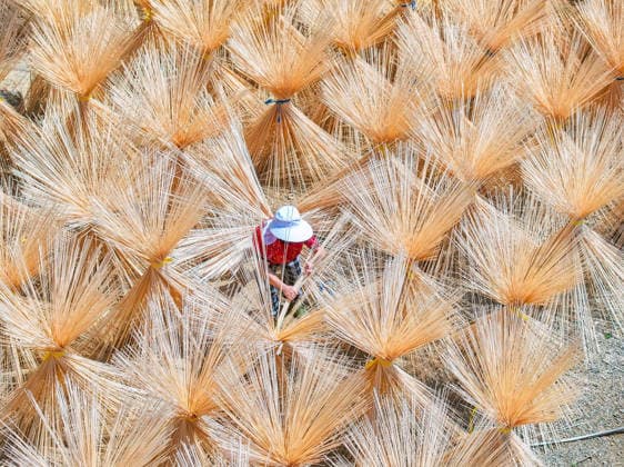 CHANGXING, CHINA - SEPTEMBER 16: Workers dry processed bamboo strips on September 16, 2026 in Changxing, Zhejiang Province of China. The local bamboo industry aims to support rural revitalization efforts.  Copyright: xVCGx 111667224546