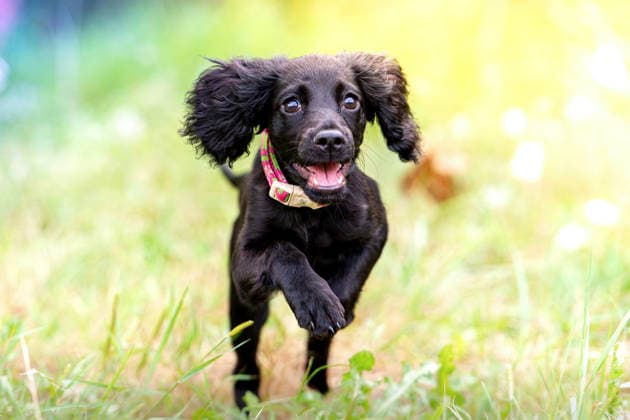 A happy black puppy with floppy ears runs toward the camera Madrid, Community of Madrid, Spain R_ALGE260914-2128204-01 ,model released, Symbolfoto ,property released