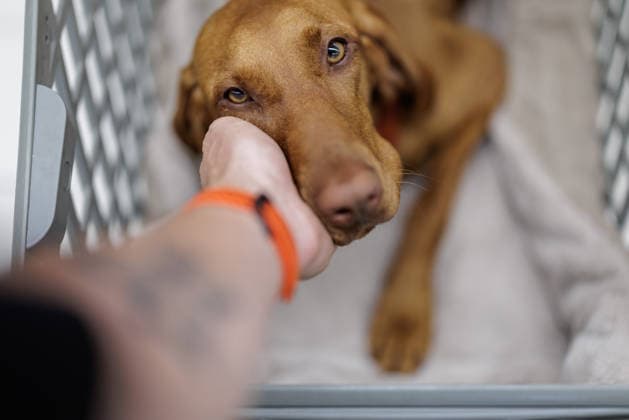 Dog at the Supermarket: A Magyar Vizsla female named *Maddalena* sits, still somewhat skeptically, on September 16, 2026, in a Conad supermarket in Lucca, Tuscany, Italy, in a shopping cart designed specifically for dogs. In some dog-friendly Italian super