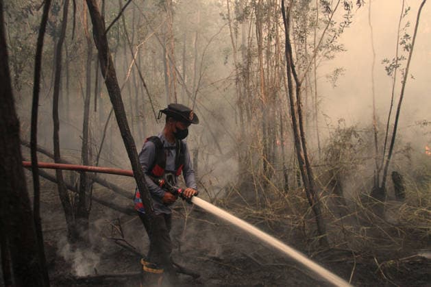 Wildfires fueled by El Nino affect Indonesia PALEMBANG, INDONESIA - SEPTEMBER 16: An Indonesian firefighter tries to extinguish a wildfire near resident area in Sematang Borang district of Palembang, South Sumatra, Indonesia, on September 16, 2026. El Nino conditions are fueling wildfires across Indonesia, with around 113,336 cases of respiratory illness reported, according to health officials. Children under the age of 5 account for 26,545 cases, more than 20% of all recorded acute respiratory infection cases. Around 12.5 million people have been affected by wildfires, according to data from the Indonesian Health Ministry. Muhammad Fajri Anadolu Palembang Indonesia. Editorial use only. Please get in touch for any other usage.  Copyright: x2026xAnadoluxMuhammadxFajrix