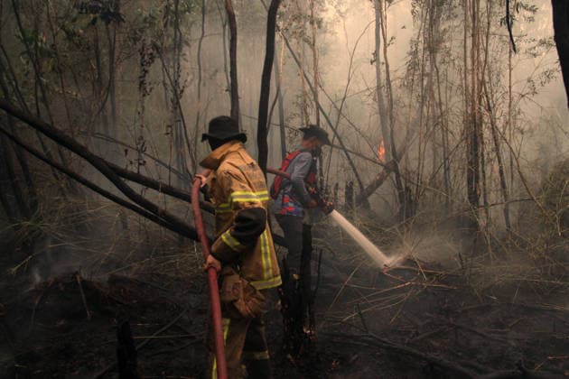 Wildfires fueled by El Nino affect Indonesia PALEMBANG, INDONESIA - SEPTEMBER 16: Indonesian firefighters try to extinguish a wildfire near resident area in Sematang Borang district of Palembang, South Sumatra, Indonesia, on September 16, 2026. El Nino conditions are fueling wildfires across Indonesia, with around 113,336 cases of respiratory illness reported, according to health officials. Children under the age of 5 account for 26,545 cases, more than 20% of all recorded acute respiratory infection cases. Around 12.5 million people have been affected by wildfires, according to data from the Indonesian Health Ministry. Muhammad Fajri Anadolu Palembang Indonesia. Editorial use only. Please get in touch for any other usage.  Copyright: x2026xAnadoluxMuhammadxFajrix