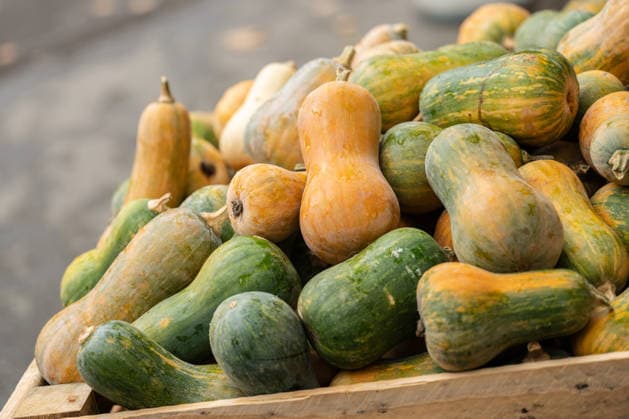 Butternut squash will be on display during the squash exhibition at Blühendes Barock in Ludwigsburg, Ludwigsburg, Baden-Württemberg, Germany