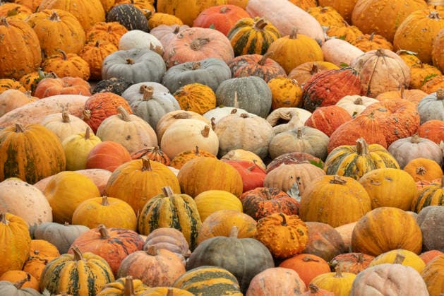 Numerous pumpkins are on display during the pumpkin exhibition at Blühendes Barock in Ludwigsburg, Ludwigsburg, Baden-Württemberg, Germany