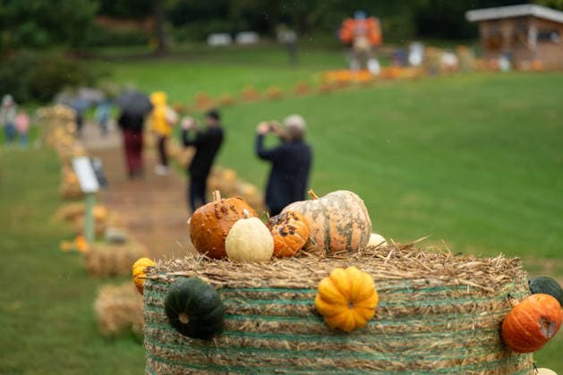 Pumpkins are displayed on a bale of straw during the pumpkin exhibition at Blühendes Barock in Ludwigsburg, Ludwigsburg, Baden-Württemberg, Germany