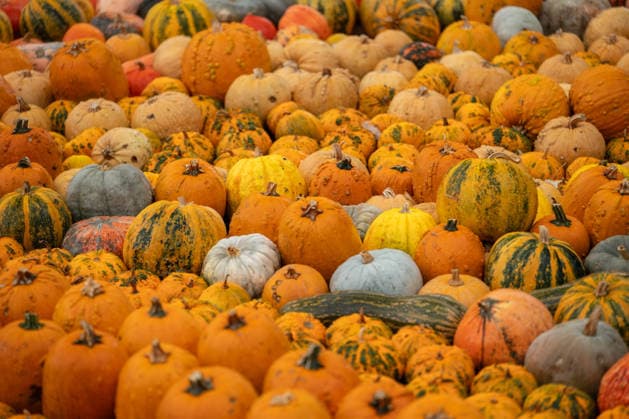 Numerous pumpkins are on display during the pumpkin exhibition at Blühendes Barock in Ludwigsburg, Ludwigsburg, Baden-Württemberg, Germany