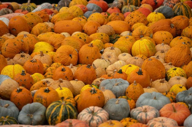 Numerous pumpkins are on display during the pumpkin exhibition at Blühendes Barock in Ludwigsburg, Ludwigsburg, Baden-Württemberg, Germany