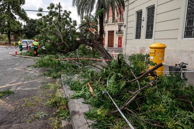 Rainfall totals exceed 100 l m² in Valencia A tree fell on a street in Valencia due to last night’s heavy rains, on September 17, 2026, in Valencia, Valencian Community, Spain. The rains that fell on Wednesday afternoon, September 16, hitting much of the province of Valencia hard, were concentrated in the metropolitan area of the capital, Horta Nord and Sud, and other nearby regions such as Camp de Turia, where some municipalities recorded total rainfall exceeding 100 liters per square meter, accompanied by spectacular downpours, lightning, and winds of 100 kilometers per hour SEPTEMBER 17, 2026 STORM Valencia, Valencian Community Valencia, Valencian Community, Spain  Copyright: xRoberxSolsonax 7780585