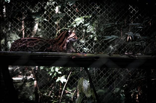 September 19, 2026, Los Yungas, Bolivia: LOS YUNGAS, BOLIVIA, SEPTEMBER 18, 2026: A Tilcayo (Leopardus tilcayo), a newly identified species of wild cat native to BoliviaÃ¢â‚¬â ¢s Yungas cloud forests. Scientists formally described the species in research published this week, marking the first time a new living wild cat species has been scientifically named and described in more than a century. Genetic research found the Tilcayo to be distinct from other South American tiger cats. Los Yungas Bolivia - ZUMAq101 20260919_zna_q101_058 Copyright: xAbadxMirandax