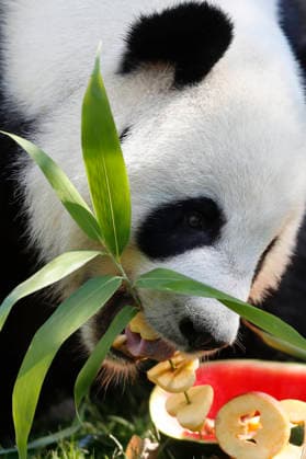 September 19, 2026, Madrid, Community Of Madrid, Spain: Giant panda JIN XI eats a special birthday cake made of fresh bamboo and apples as he celebrates his 6th birthday at the Zoo Aquarium de Madrid on Saturday, September 19, 2026, in Madrid, Spain. Born on September 1, 2020, and easily recognizable by a black freckle-like spot on his right cheek, JIN XI (whose name symbolizes happiness and blessings) arrived in Spain in April 2024 alongside female panda ZHU YU (not pictured) from the Chengdu Giant Panda Breeding Base in China. The weekend celebration highlights the strong international cooperation between Spain and China regarding the conservation, research, and breeding of this emblematic species. The Madrid Zoo has been a European bench  - ZUMAo127 20260919_zep_o127_027 Copyright: xHugoxOrtunox