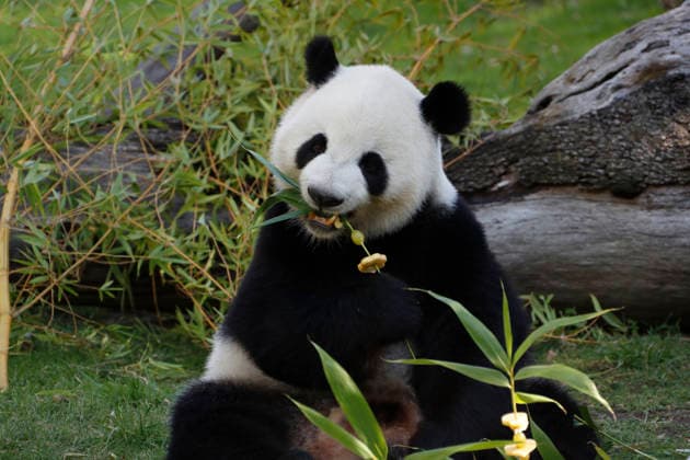 September 19, 2026, Madrid, Community Of Madrid, Spain: Giant panda JIN XI eats a special birthday cake made of fresh bamboo and apples as he celebrates his 6th birthday at the Zoo Aquarium de Madrid on Saturday, September 19, 2026, in Madrid, Spain. Born on September 1, 2020, and easily recognizable by a black freckle-like spot on his right cheek, JIN XI (whose name symbolizes happiness and blessings) arrived in Spain in April 2024 alongside female panda ZHU YU (not pictured) from the Chengdu Giant Panda Breeding Base in China. The weekend celebration highlights the strong international cooperation between Spain and China regarding the conservation, research, and breeding of this emblematic species. The Madrid Zoo has been a European bench - ZUMAo127 20260919_zep_o127_030 Copyright: xHugoxOrtunox