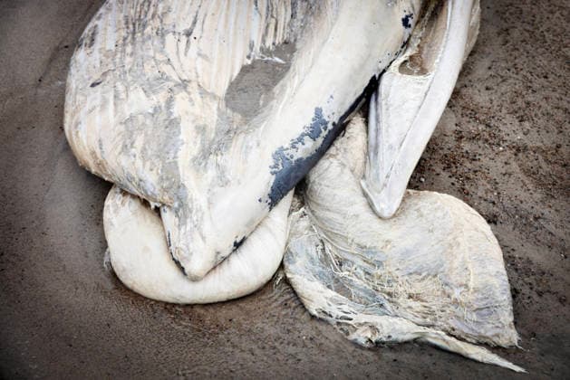 Denmark Stranded Whale A dead whale washed ashore two kilometers south of Klitmøller, in Jutland, Denmark, on Saturday, September 19, 2026. Beach warden Mads Ring told the media that he believes the whale has no teeth. Therefore, he thinks it is a baleen whale. Klitmøller, Denmark  Copyright: AstridxDalum AstridxDalumx spdk20260919-161218-L