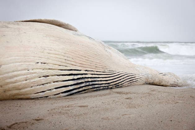 Denmark: Stranded Whale A dead whale washed ashore two kilometers south of Klitmøller, in Jutland, Denmark, on Saturday, September 19, 2026. Beach warden Mads Ring told the media that he believes the whale has no teeth. Therefore, he thinks it is a baleen whale. Klitmøller, Denmark  Copyright: AstridxDalum AstridxDalumx spdk20260919-161151-L