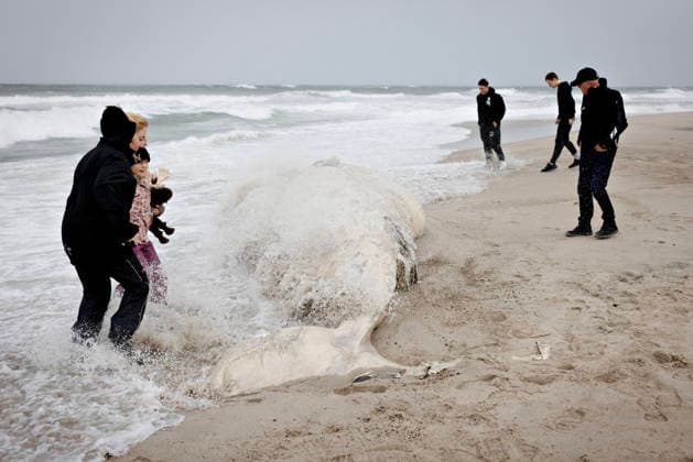 Denmark: Stranded Whale A dead whale washed ashore two kilometers south of Klitmøller, in Jutland, Denmark, on Saturday, September 19, 2026. Beach warden Mads Ring told the media that he believes the whale has no teeth. Therefore, he thinks it is a baleen whale. Klitmøller, Denmark  Copyright: AstridxDalum AstridxDalumx spdk20260919-161202-L