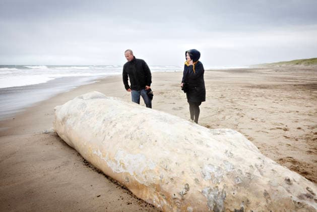 Denmark: Stranded Whale A dead whale washed ashore two kilometers south of Klitmøller, in Jutland, Denmark, on Saturday, September 19, 2026. Beach warden Mads Ring told the media that he believes the whale has no teeth. Therefore, he thinks it is a baleen whale. Klitmøller, Denmark  Copyright: AstridxDalum AstridxDalumx spdk20260919-161126-L