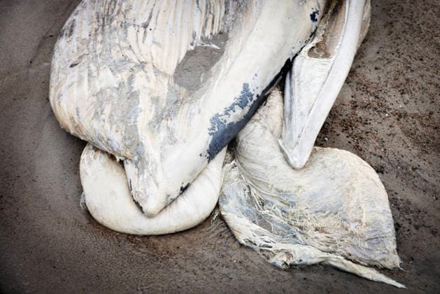 Denmark: Stranded Whale A dead whale washed ashore two kilometers south of Klitmøller, in Jutland, Denmark, on Saturday, September 19, 2026. Beach warden Mads Ring told the media that he believes the whale has no teeth. Therefore, he thinks it is a baleen whale. Klitmøller, Denmark  Copyright: AstridxDalum AstridxDalumx spdk20260919-161207-L