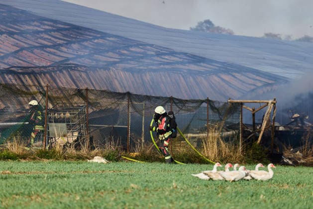 Fire on a Farm Near Grosselfingen Kills Chickens, A large column of black smoke from a fire at a farmstead on the K 7164 near Hinter dem Weiher in Grosselfingen is visible from afar. According to initial information from the police, chickens were killed in the fire. No inf Copyright: x xonw-imagesx xNicklasxWaltherx