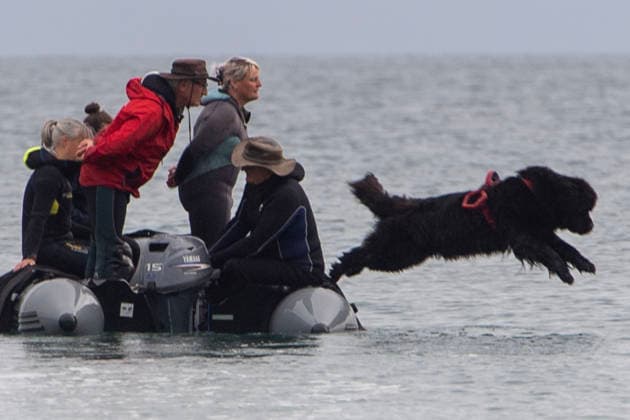 French Rescue Dog Championship Marc ROLLMANN MAXPPP September 20, 2026 In Bréhec, in the Côtes d’Armor, the Chiens d’eau du Goëlo are hosting the French Water Rescue Championship. Fifteen dog-handler teams, having qualified for the finals, are competing in three obedience and rescue events, both on land and at sea. Ship towing, retrieving a drowning victim from the waves, and battling the current—all put the dog’s strength, obedience, and, above all, the bond between dog and handler to the test. Facing the elements, they are all driven by the same motivation: to save lives and serve others. Bréhec, France, September 20, 2026. In Bréhec, Côtes d’Armor, the Goëlo Water Dogs are hosting the French Water Rescue Championship. Fifteen handler-do  Copyright: xMAXPPPxMarcxROLLMANNx MRL202609202367 MRL202609202358