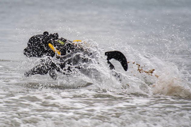 French Rescue Dog Championship Marc ROLLMANN MAXPPP September 20, 2026 In Bréhec, in the Côtes d’Armor, the Chiens d’eau du Goëlo are hosting the French Water Rescue Championship. Fifteen dog-handler teams, having qualified for the finals, are competing in three obedience and rescue events, both on land and at sea. Ship towing, retrieving a drowning victim from the waves, and battling the current—all put the dog’s strength, obedience, and, above all, the bond between dog and handler to the test. Facing the elements, they are all driven by the same motivation: to save lives and serve others. Bréhec, France, September 20, 2026. In Bréhec, Côtes d’Armor, the Goëlo Water Dogs are hosting the French Water Rescue Championship. Fifteen handler-do  Copyright: xMAXPPPxMarcxROLLMANNx MRL202609202367 MRL202609202360